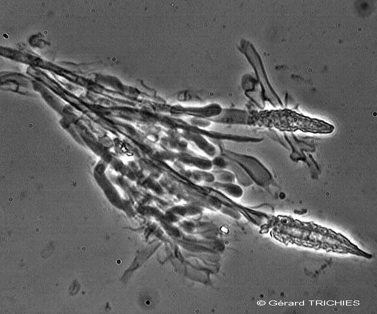 Ceppo - Crosta da determinare foto 1683 (Phlebia nothofagi)